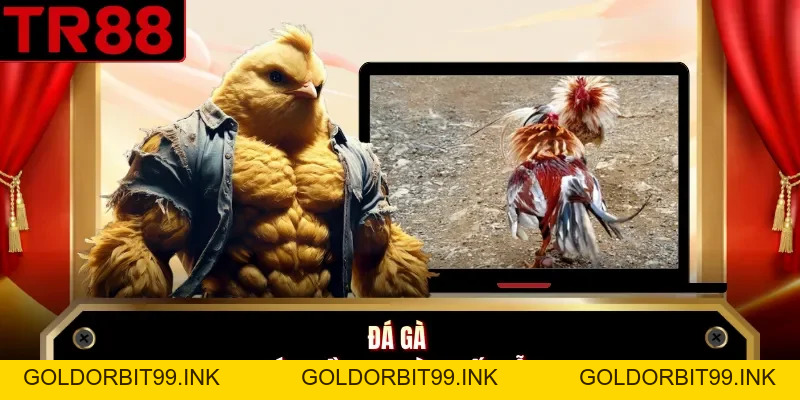Đá Gà TR88 - Khám Phá Các Loại Hình Thi Đấu Chiến Kê - GOLDORBIT99.INK