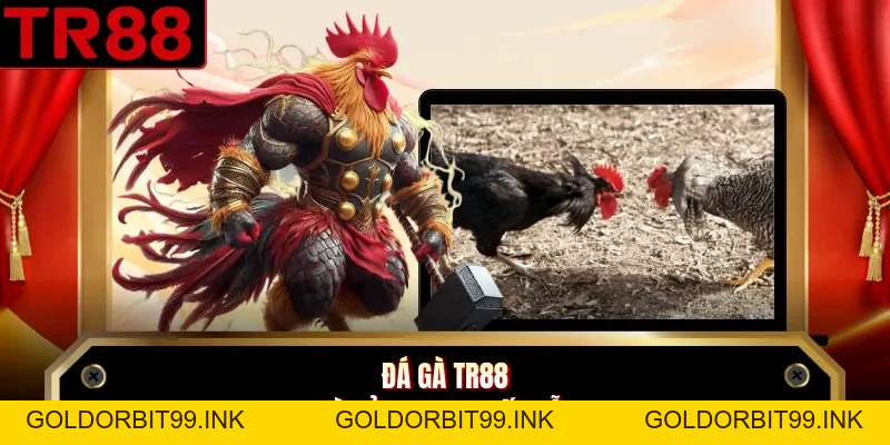 Đá Gà TR88 - Khám Phá Các Loại Hình Thi Đấu Chiến Kê - GOLDORBIT99.INK