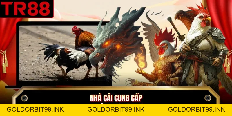 Đá Gà TR88 - Khám Phá Các Loại Hình Thi Đấu Chiến Kê - GOLDORBIT99.INK