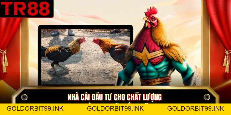Đá Gà Thái - Sảnh Giải Trí Kịch Tính Tại Nhà Cái TR88 - GOLDORBIT99.INK