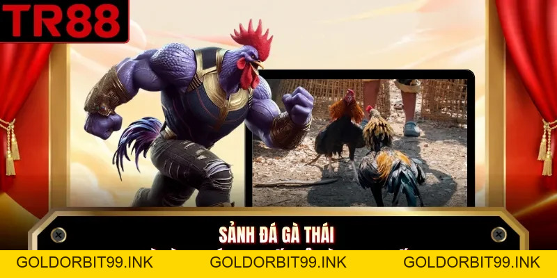 Đá Gà Thái - Sảnh Giải Trí Kịch Tính Tại Nhà Cái TR88 - GOLDORBIT99.INK